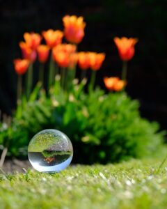 crystal ball, photography, flower