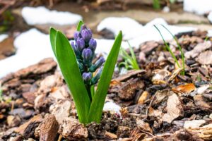spring, hyacinth, scion