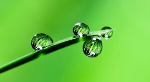 water, drops, grass